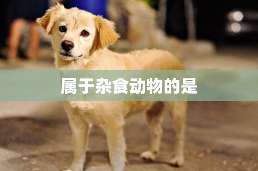 屬于雜食動物的是