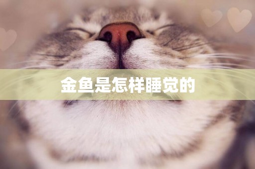金魚是怎樣睡覺的