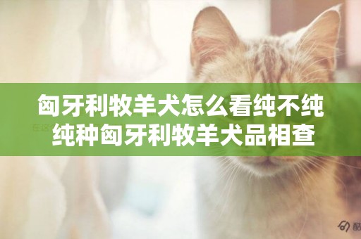 匈牙利牧羊犬怎么看純不純 純種匈牙利牧羊犬品相查看方法