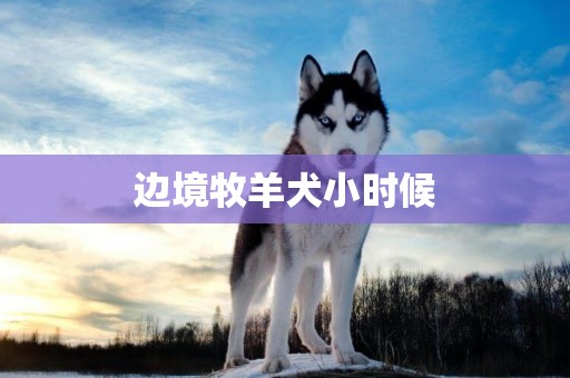 邊境牧羊犬小時候