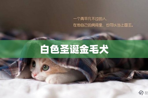白色圣誕金毛犬