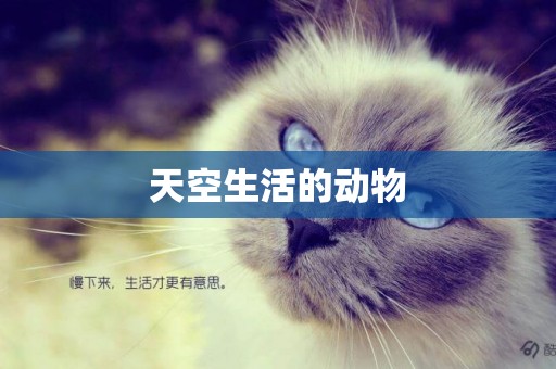 天空生活的動物