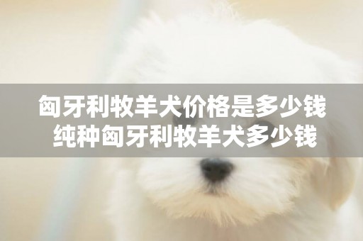 匈牙利牧羊犬價格是多少錢 純種匈牙利牧羊犬多少錢一只