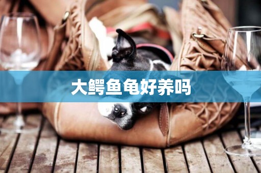 大鱷魚龜好養嗎
