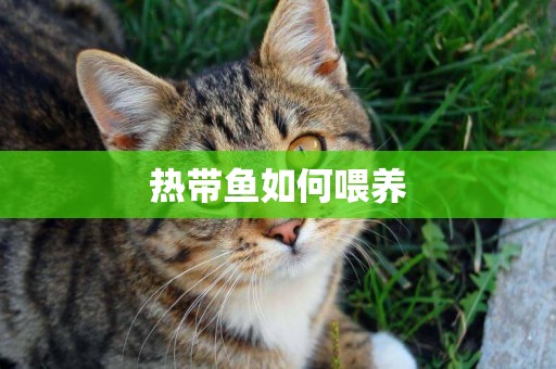 熱帶魚如何喂養