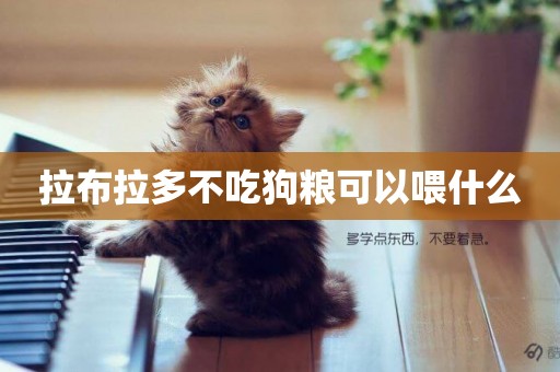 拉布拉多不吃狗糧可以喂什么