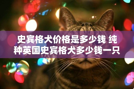 史賓格犬價格是多少錢 純種英國史賓格犬多少錢一只