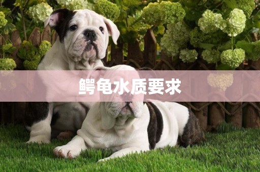 鱷龜水質要求