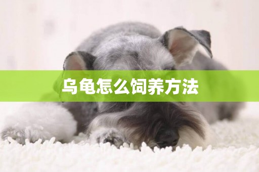 烏龜怎么飼養方法