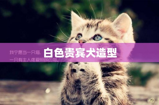 白色貴賓犬造型