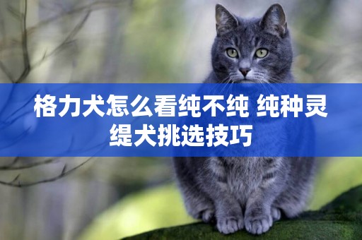 格力犬怎么看純不純 純種靈緹犬挑選技巧