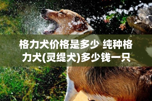 格力犬價格是多少 純種格力犬(靈緹犬)多少錢一只