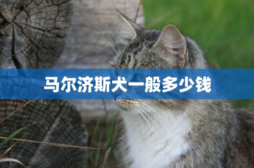 馬爾濟斯犬一般多少錢
