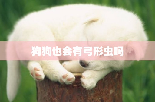 狗狗也會有弓形蟲嗎