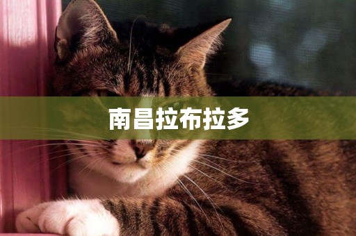 南昌拉布拉多