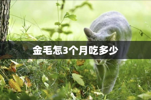 金毛怎3個月吃多少
