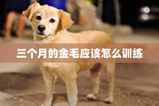 三個月的金毛應該怎么訓練