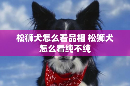松獅犬怎么看品相 松獅犬怎么看純不純