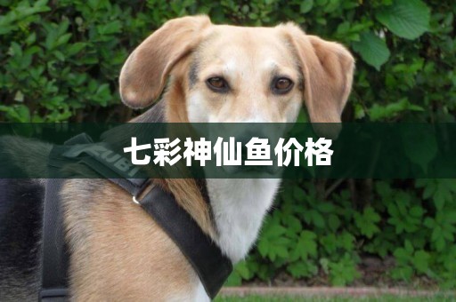 七彩神仙魚價格