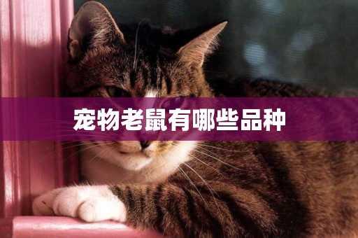 寵物老鼠有哪些品種