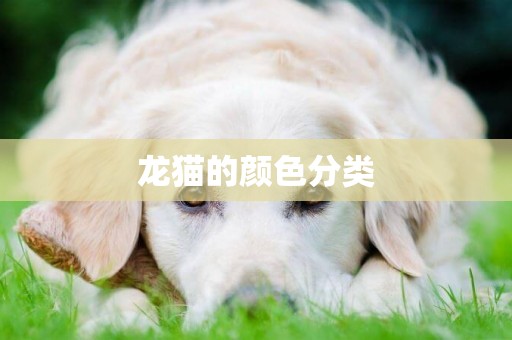 龍貓的顏色分類