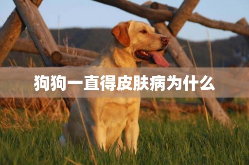 狗狗一直得皮膚病為什么