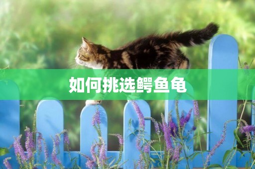 如何挑選鱷魚龜