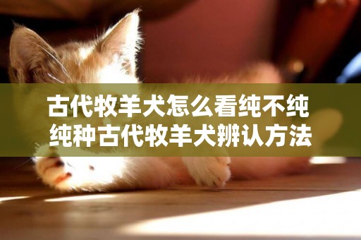 古代牧羊犬怎么看純不純 純種古代牧羊犬辨認方法