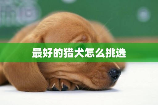 最好的獵犬怎么挑選