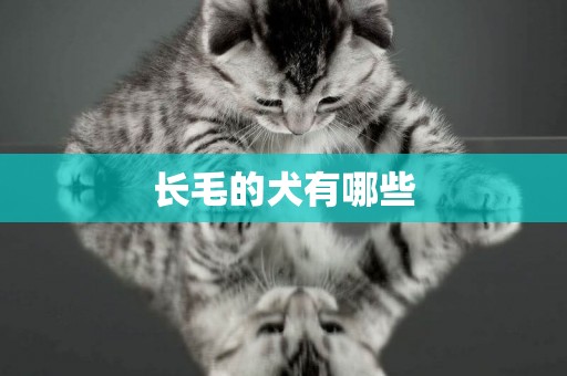 長毛的犬有哪些