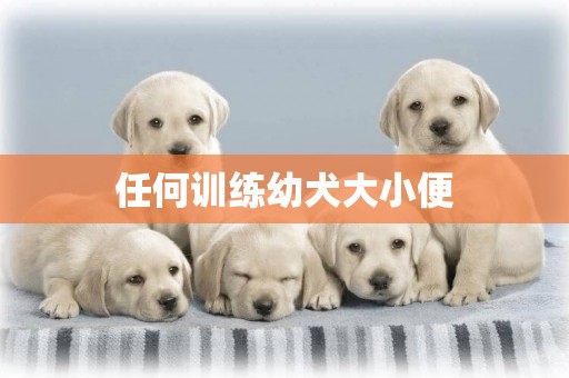 任何訓練幼犬大小便