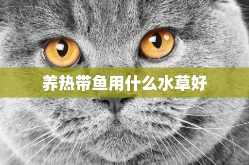 養熱帶魚用什么水草好