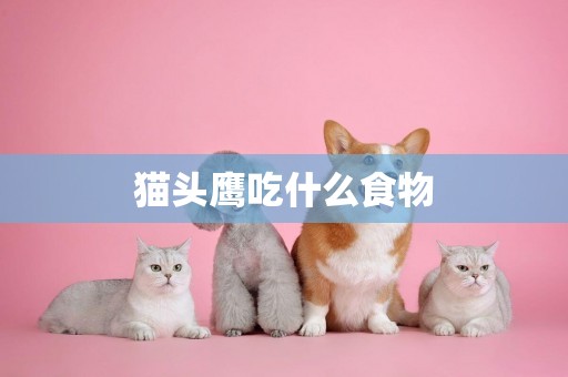 貓頭鷹吃什么食物