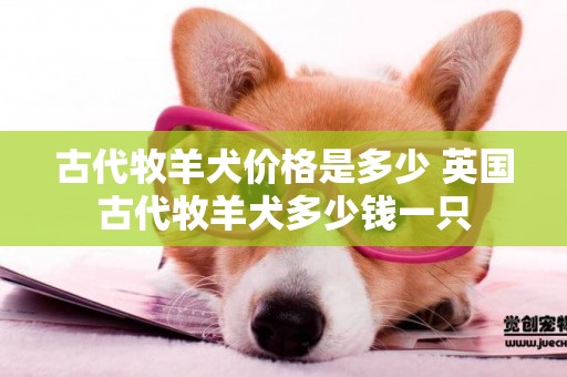 古代牧羊犬價格是多少 英國古代牧羊犬多少錢一只