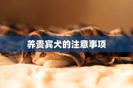 養貴賓犬的注意事項