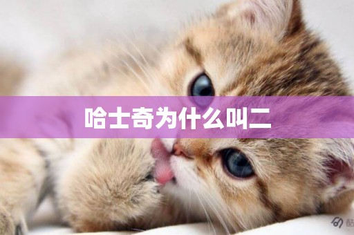 哈士奇為什么叫二