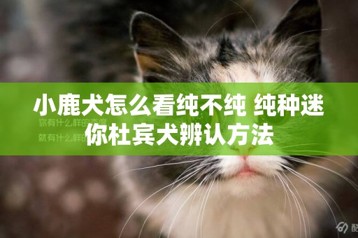 小鹿犬怎么看純不純 純種迷你杜賓犬辨認方法