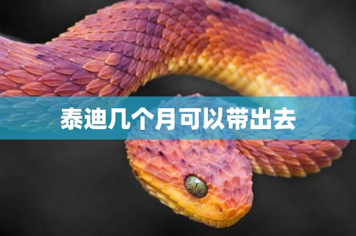 泰迪幾個月可以帶出去