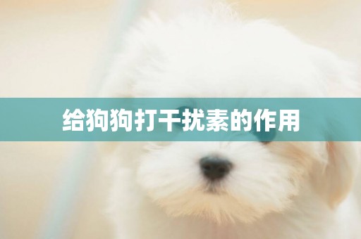 給狗狗打干擾素的作用