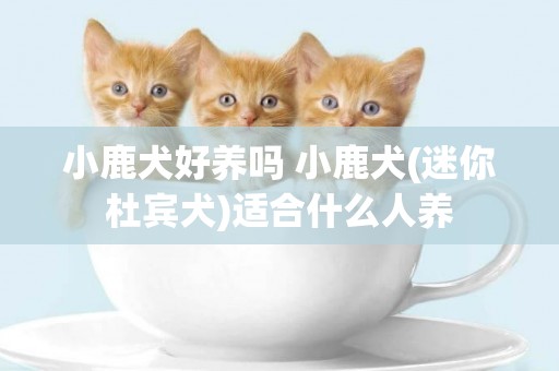 小鹿犬好養嗎 小鹿犬(迷你杜賓犬)適合什么人養