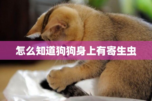 怎么知道狗狗身上有寄生蟲