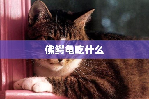 佛鱷龜吃什么