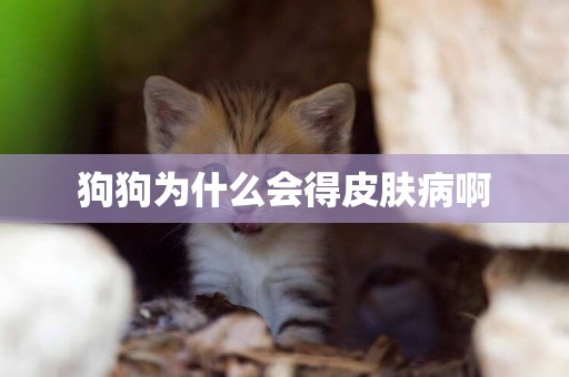 狗狗為什么會得皮膚病啊