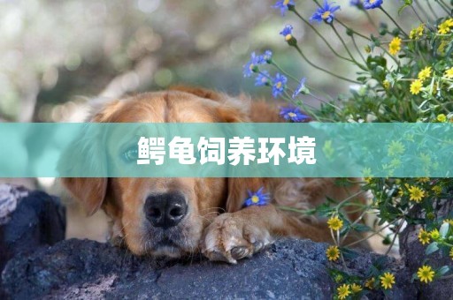 鱷龜飼養環境