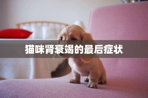 貓咪腎衰竭的最后癥狀