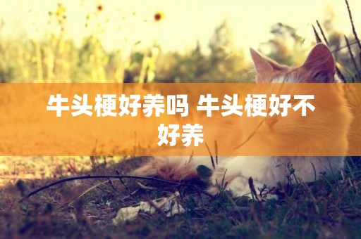 牛頭梗好養嗎 牛頭梗好不好養