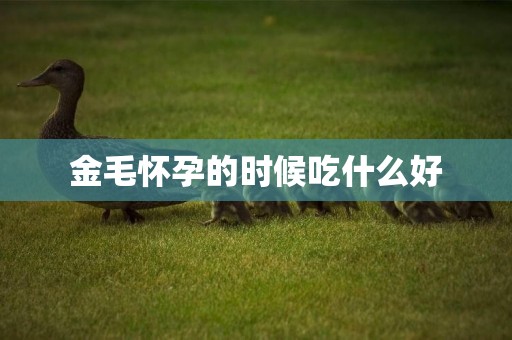 金毛懷孕的時候吃什么好