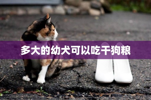 多大的幼犬可以吃干狗糧