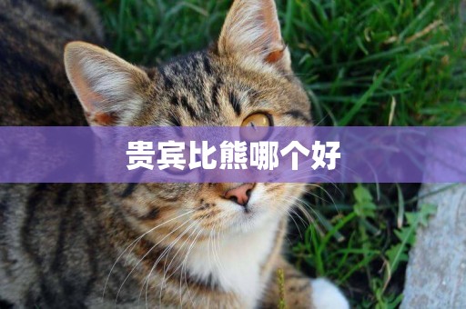 貴賓比熊哪個好