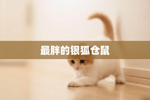 最胖的銀狐倉鼠